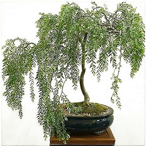 bonsai ebay|Iba pa.